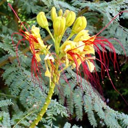 Oiseau du paradis / Caesalpinia Gilliesii